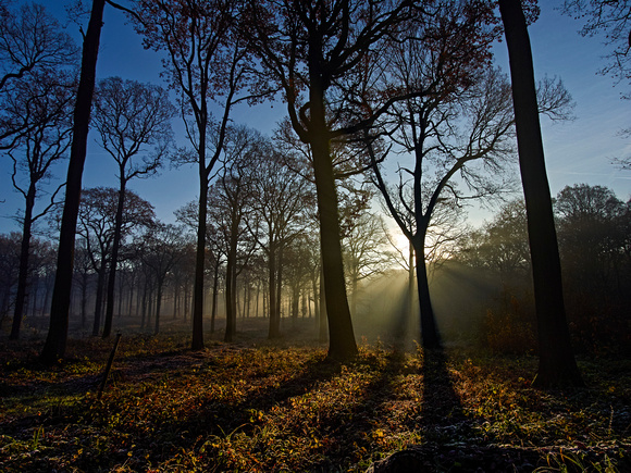 0060foret de l'isle adam