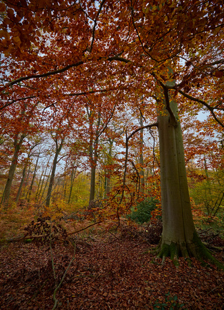 0772foret de l'isle-adam