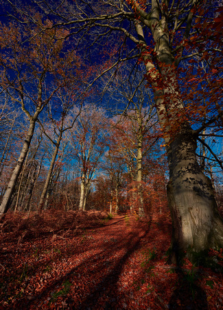 0799foret de l'isle adam